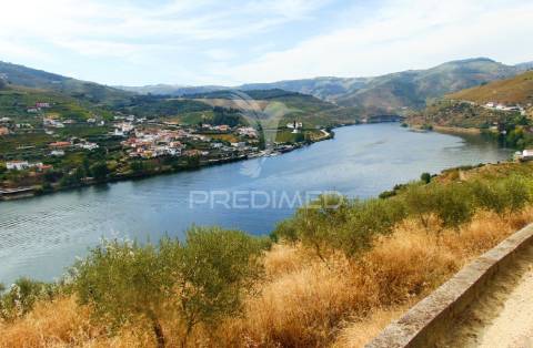 Vinha em produção no rio douro