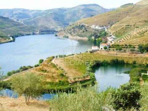 Vinha em produção no rio douro