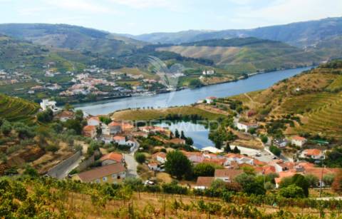 Vinha em produção no rio douro