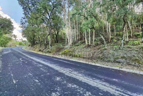 Terreno rústico , composto por eucaliptos / amiais d baixo