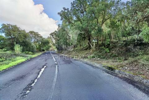 Terreno rústico , composto por eucaliptos / amiais d baixo