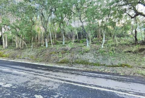 Terreno rústico , composto por eucaliptos / amiais d baixo