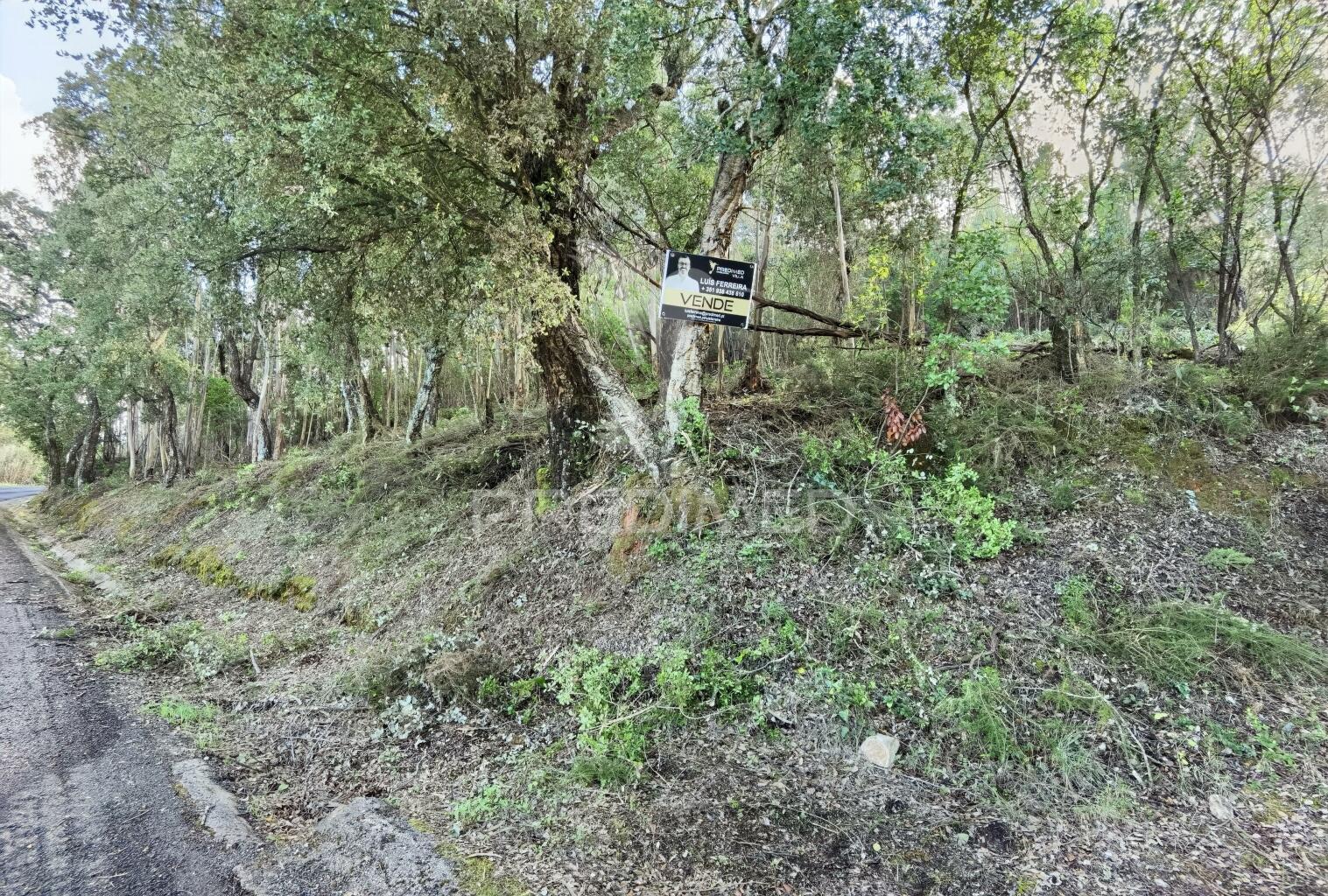 Terreno rústico , composto por eucaliptos / amiais d baixo