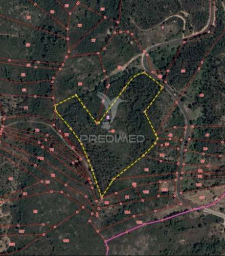 Terreno rústico , composto por eucaliptos / amiais d baixo