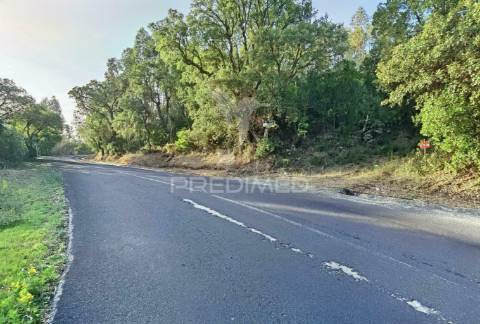 Terreno rústico , composto por eucaliptos / amiais d baixo