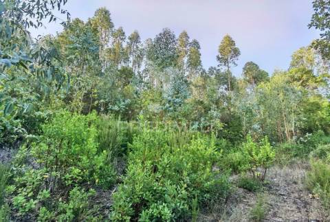 Terreno rústico , composto por eucaliptos / amiais d baixo