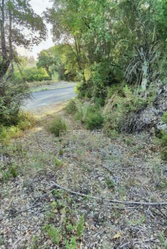 Terreno rústico , composto por eucaliptos / amiais d baixo