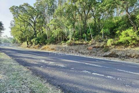 Terreno rústico , composto por eucaliptos / amiais d baixo