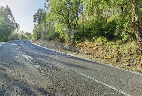 Terreno rústico , composto por eucaliptos / amiais d baixo