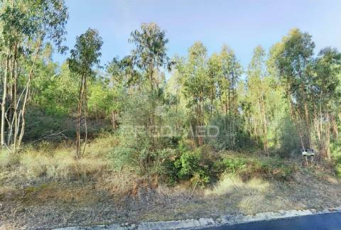 Terreno rústico , composto por eucaliptos / amiais d baixo