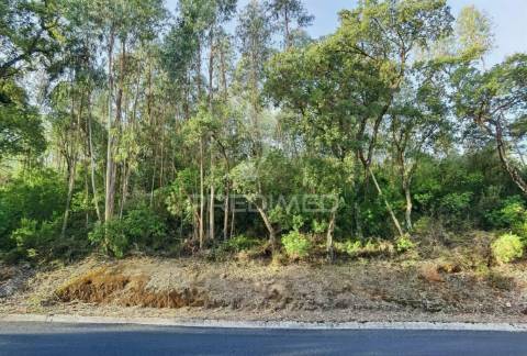 Terreno rústico , composto por eucaliptos / amiais d baixo