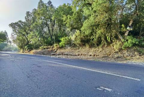 Terreno rústico , composto por eucaliptos / amiais d baixo