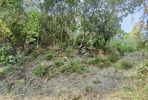 Terreno rústico , composto por eucaliptos / amiais d baixo