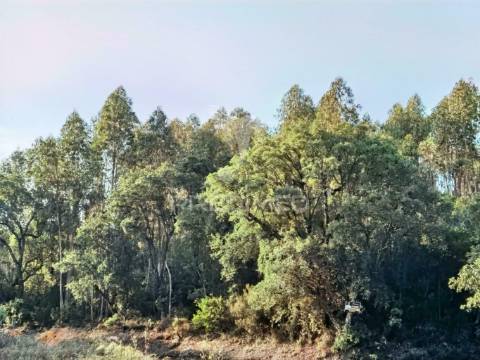 Terreno rústico , composto por eucaliptos / amiais d baixo