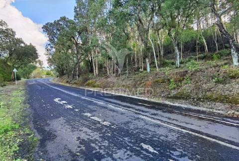 Terreno rústico , composto por eucaliptos / amiais d baixo