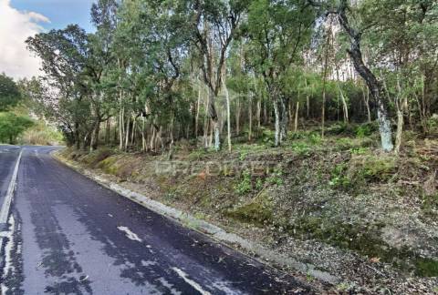 Terreno rústico , composto por eucaliptos / amiais d baixo