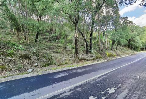 Terreno rústico , composto por eucaliptos / amiais d baixo