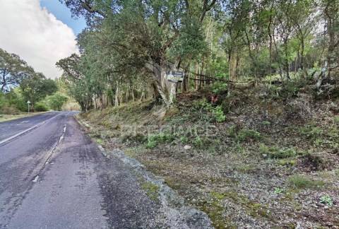 Terreno rústico , composto por eucaliptos / amiais d baixo