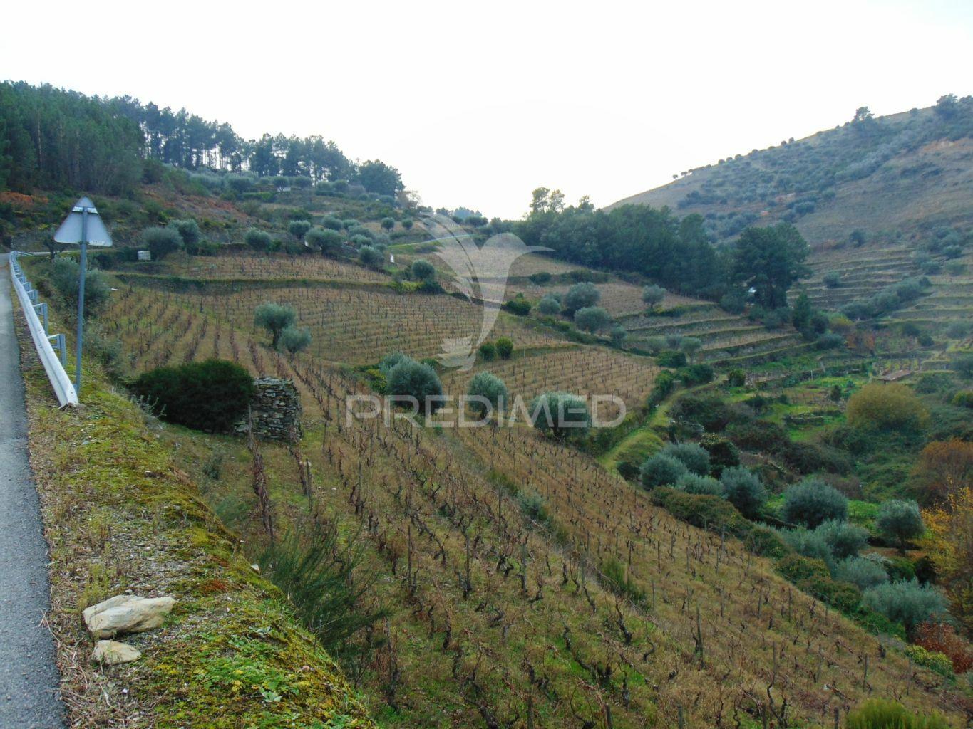 Quinta 14ha - região demarcada do douro vinhateiro