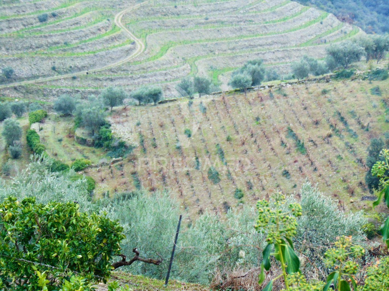 Quinta 14ha - região demarcada do douro vinhateiro