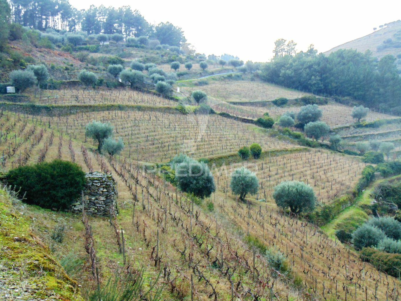 Quinta 14ha - região demarcada do douro vinhateiro