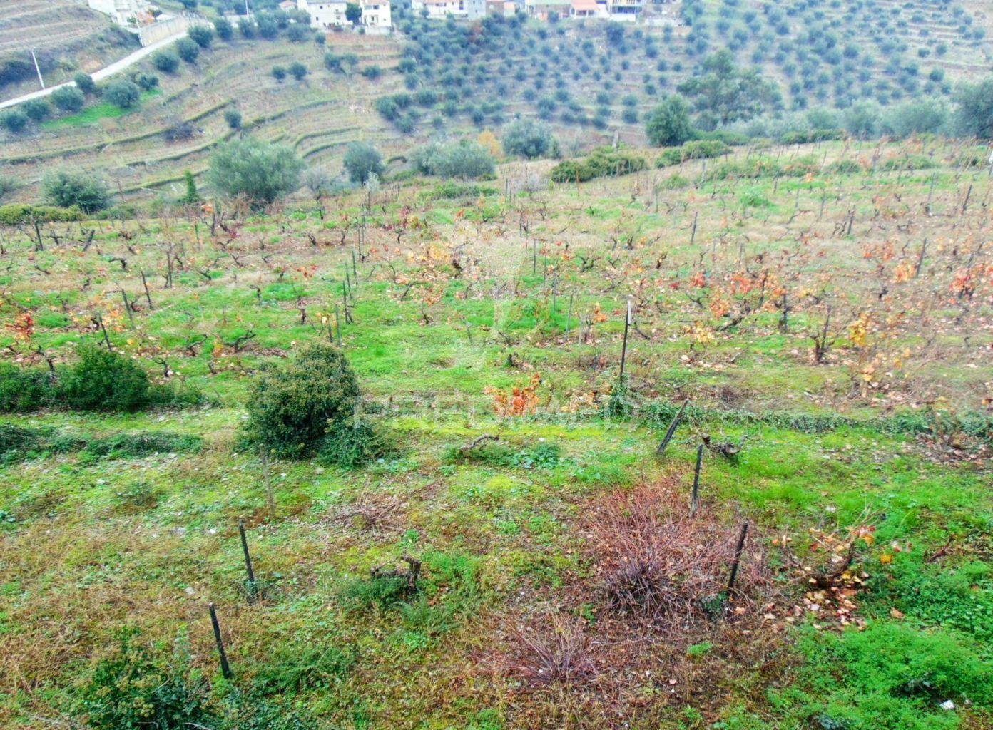 Quinta 14ha - região demarcada do douro vinhateiro