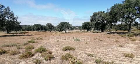 Quinta agrícola na urra - portalegre