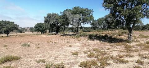 Quinta agrícola na urra - portalegre
