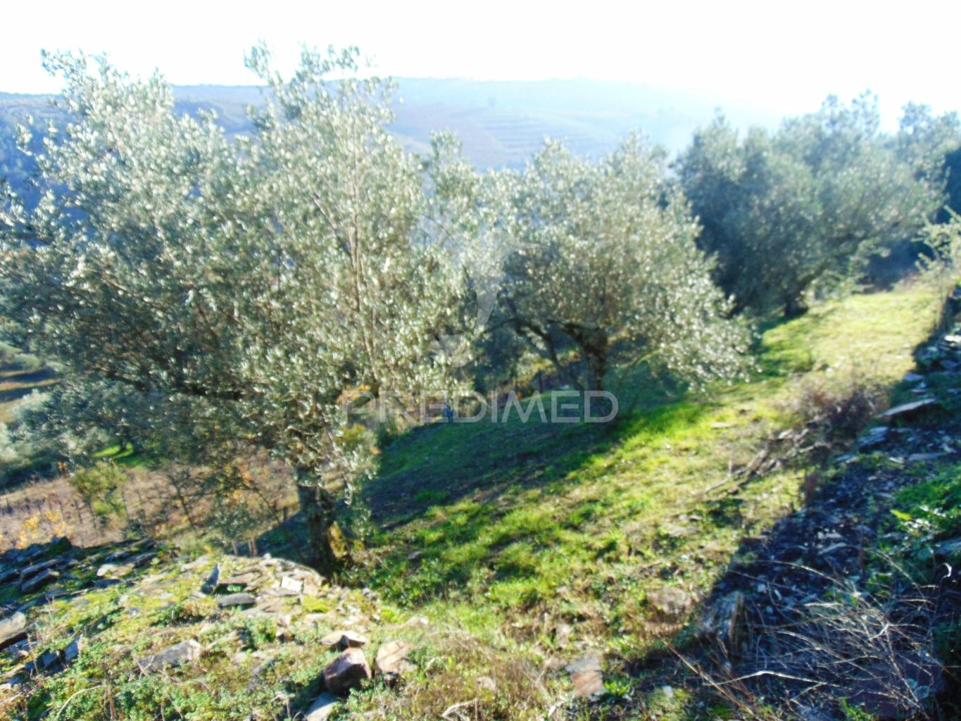 Terreno / olival em abaças - vila real