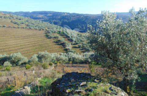 Terreno / olival em abaças - vila real