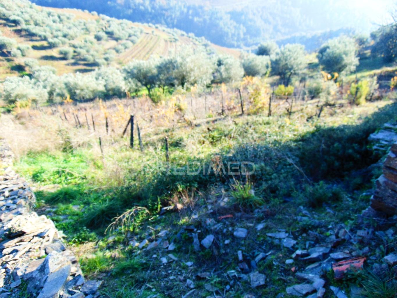 Terreno / olival em abaças - vila real