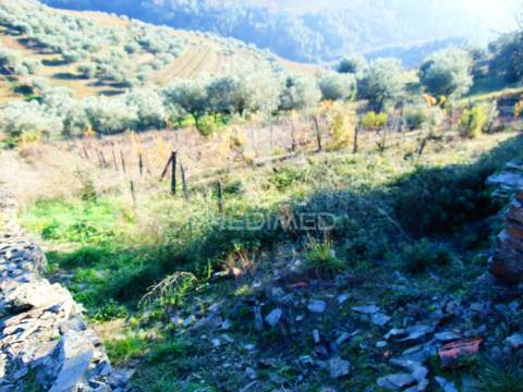 Terreno / olival em abaças - vila real