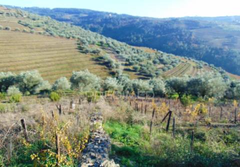 Terreno / olival em abaças - vila real