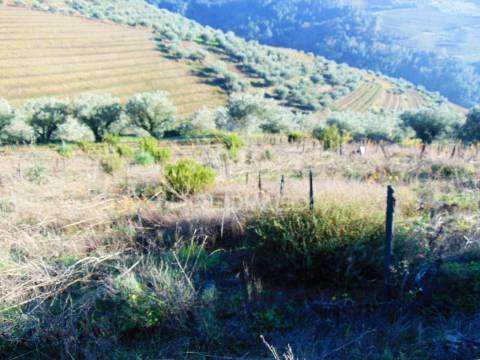 Terreno / olival em abaças - vila real