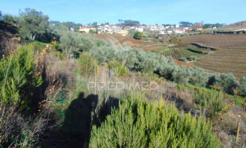 Terreno / olival em abaças - vila real