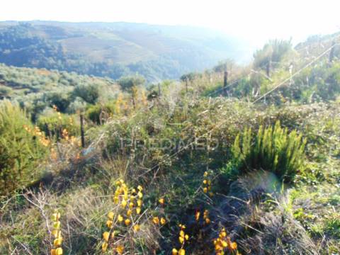 Terreno / olival em abaças - vila real