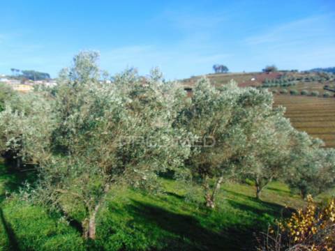 Terreno / olival em abaças - vila real
