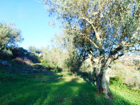 Terreno / olival em abaças - vila real