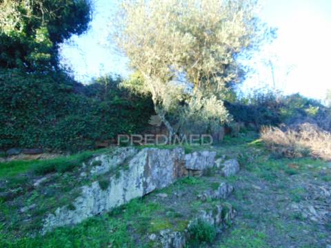 Terreno / olival em abaças - vila real