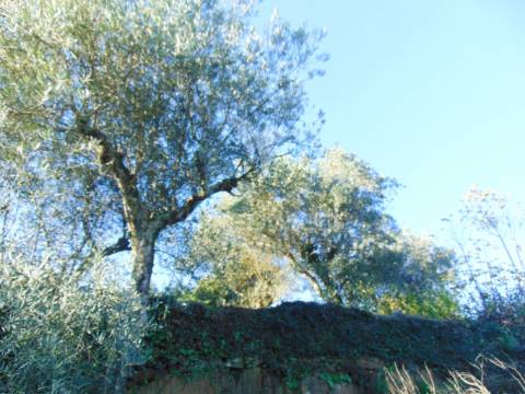 Terreno / olival em abaças - vila real