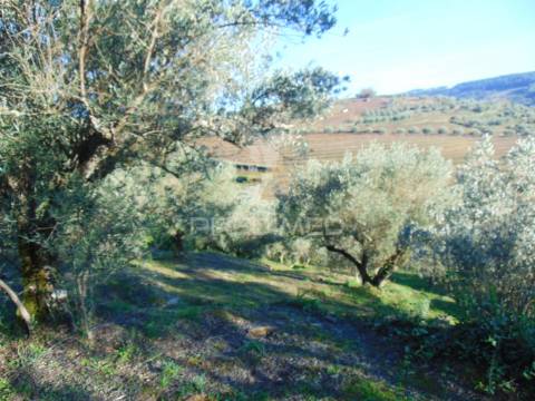 Terreno / olival em abaças - vila real