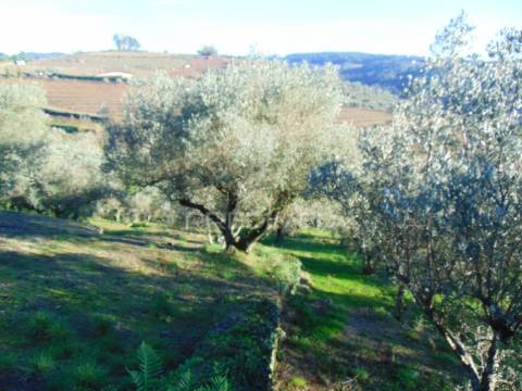 Terreno / olival em abaças - vila real