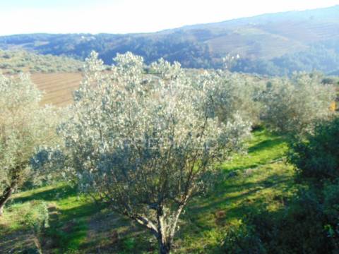 Terreno / olival em abaças - vila real