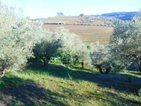 Terreno / olival em abaças - vila real