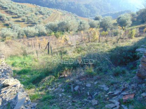 Terreno / olival em abaças - vila real