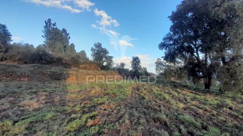 Terreno agroflorestal c/ sobreiros