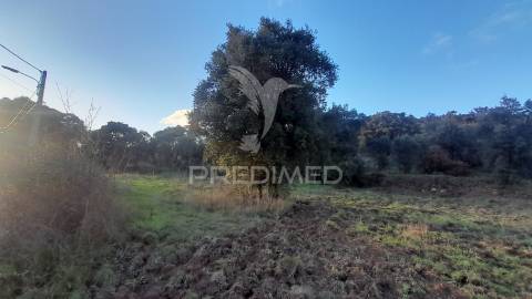 Terreno agroflorestal c/ sobreiros