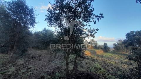 Terreno agroflorestal c/ sobreiros