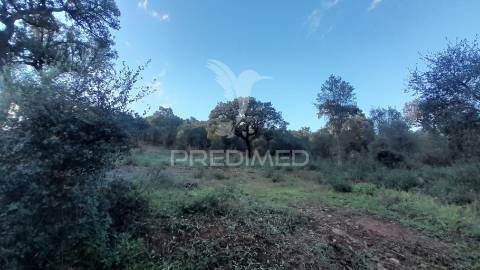 Terreno agroflorestal c/ sobreiros