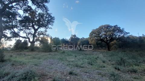 Terreno agroflorestal c/ sobreiros